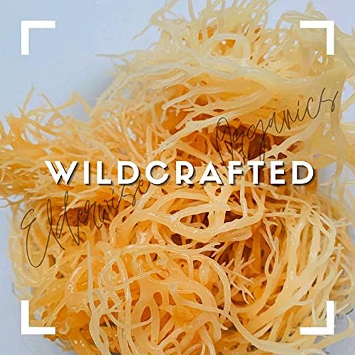 Sea Moss WILDCRAFTED 2.5 oz Sundried MINERAL RICH Saint Lucia Sea Moss GOLDEN