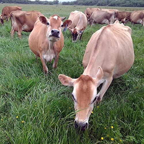 Raw Grass Fed Whey - Happy Healthy Cows, COLD PROCESSED Undenatured 12 OZ