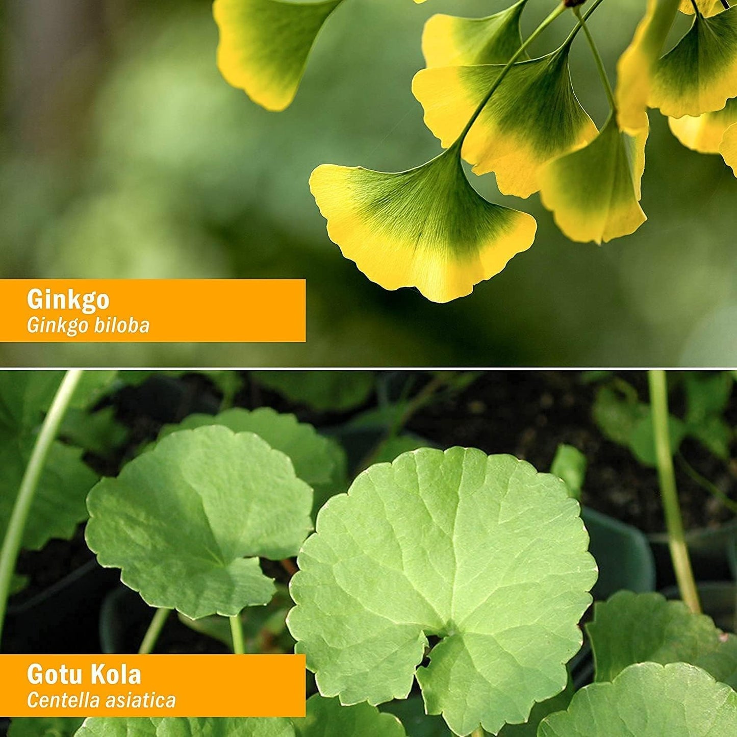 Herb Pharm Brain and Memory Liquid Herbal Formula 1 Ounce