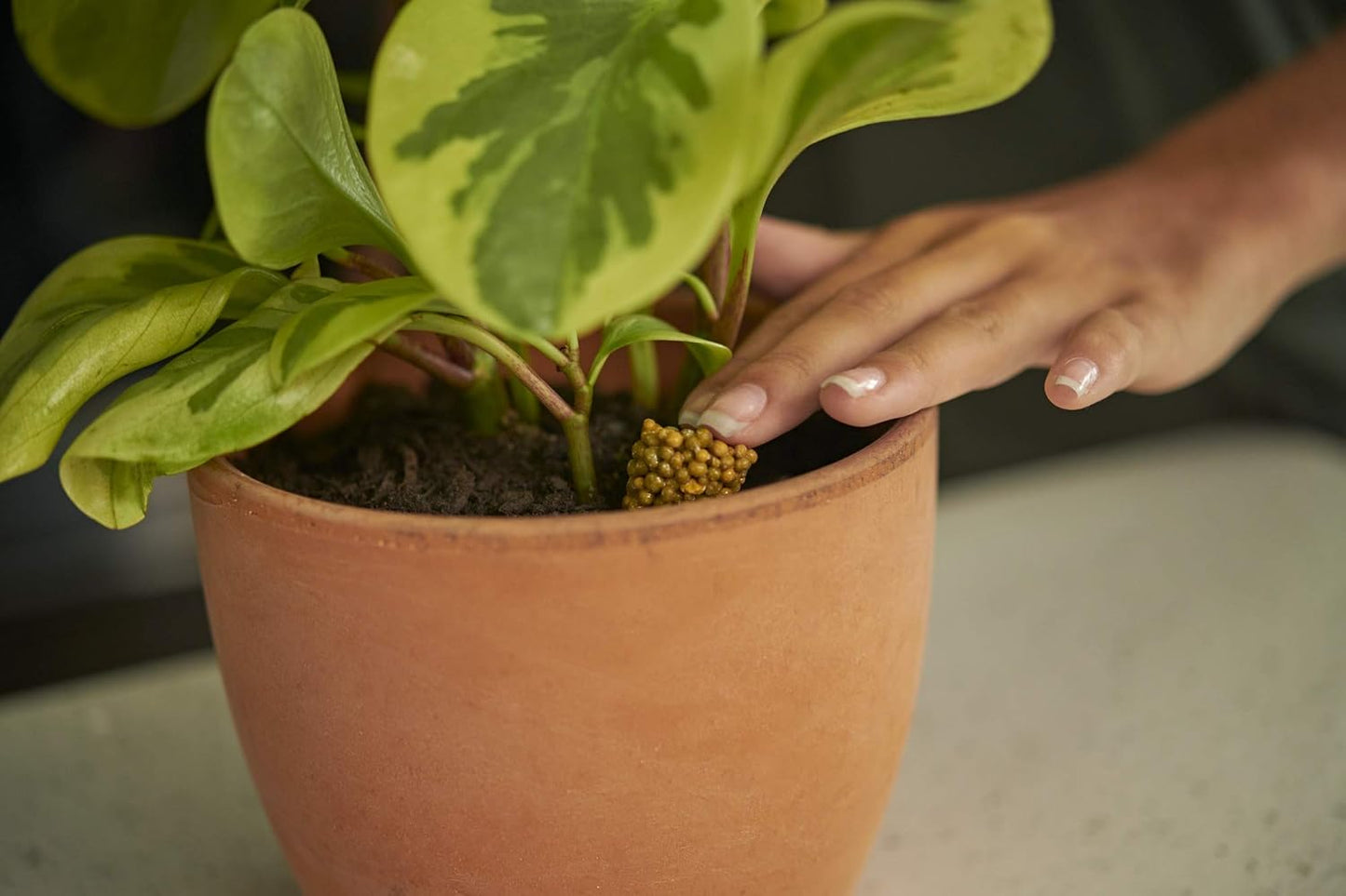 Osmocote PotShots: Premeasured House Plant Food t- 25 Nuggets