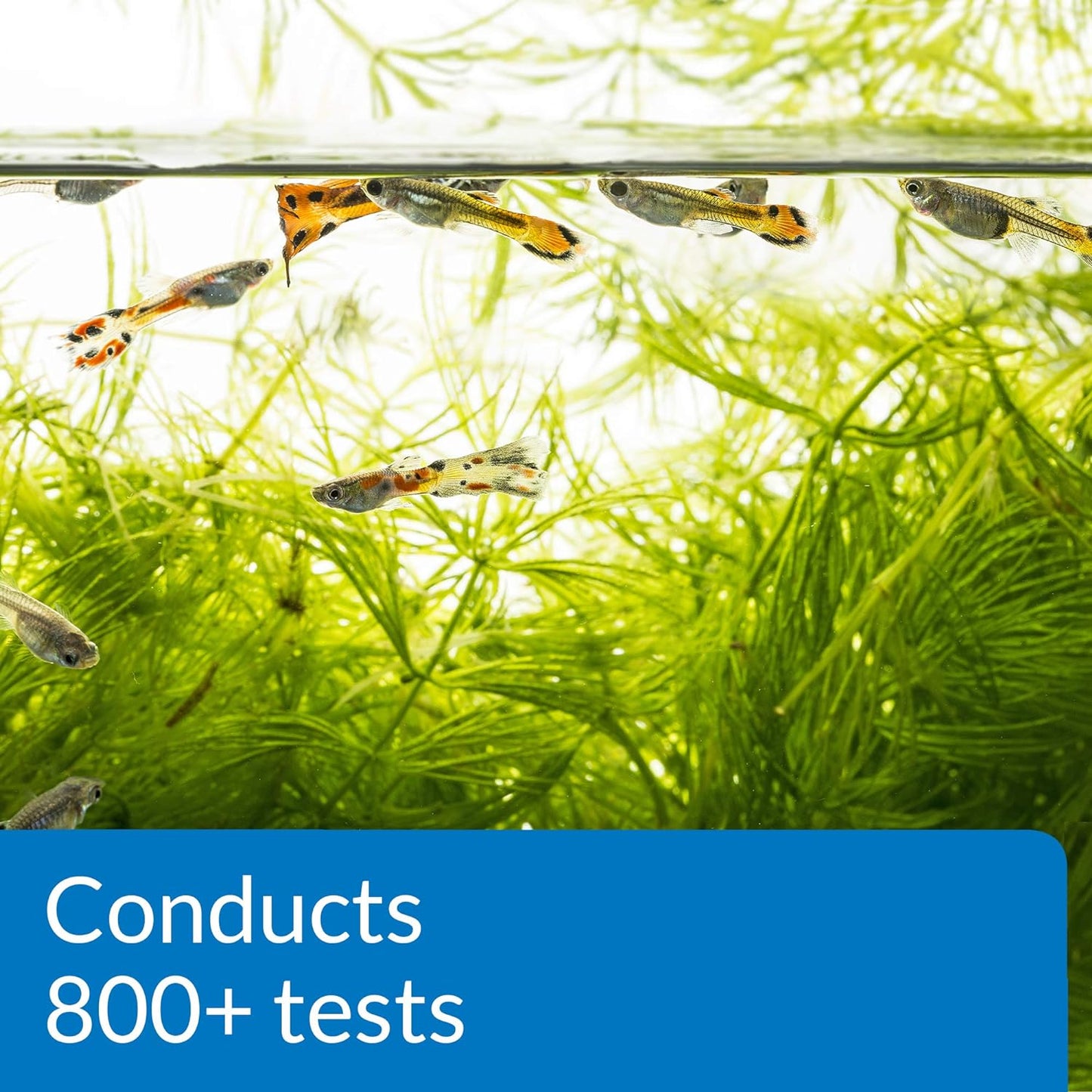 API FRESHWATER MASTER TEST KIT 800-Test Freshwater Aquarium Water Master Test Kit