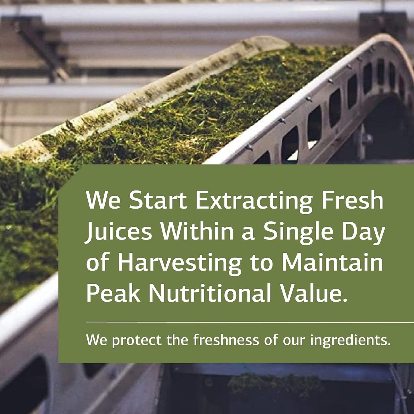 Standard Process Cholacol - Gallbladder Support Supplement 90 Tablets