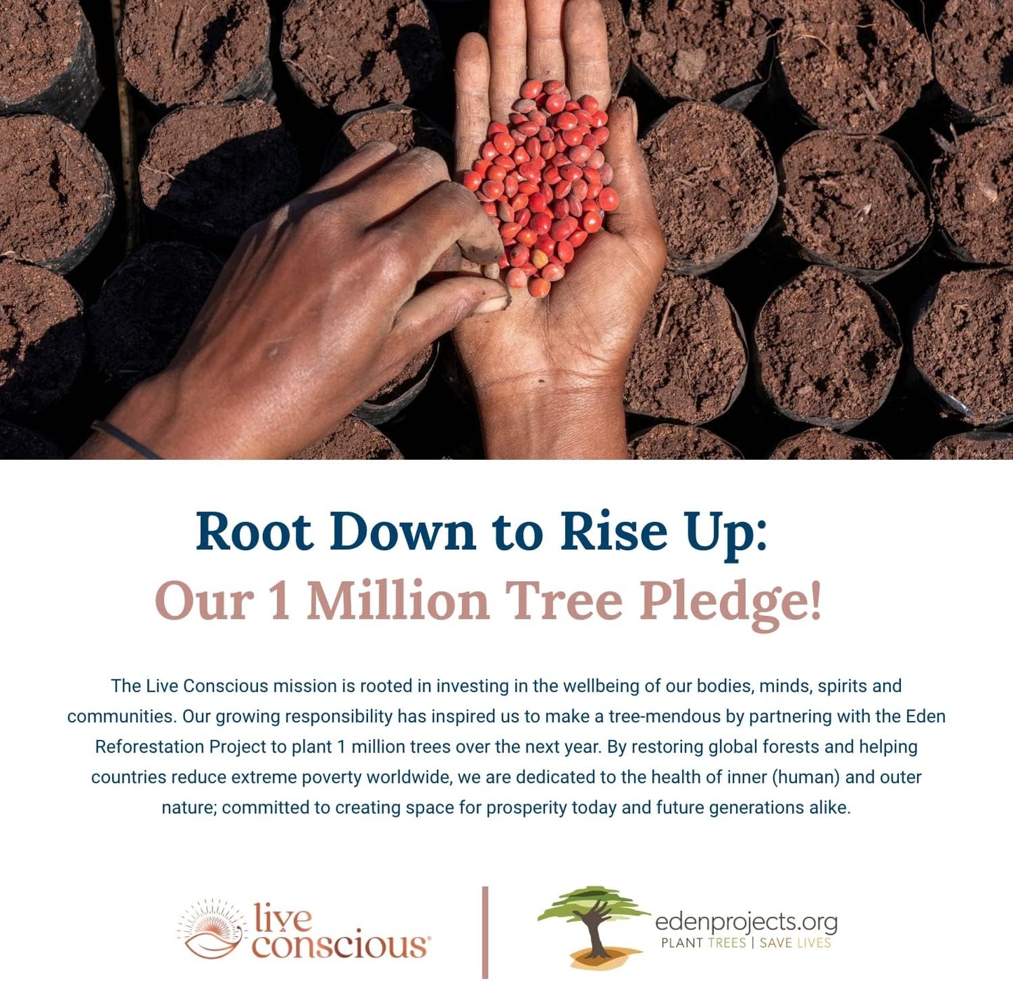 Vegan Vitamin B12 Sublingual Liquid Drops by Live Conscious - 60 ml