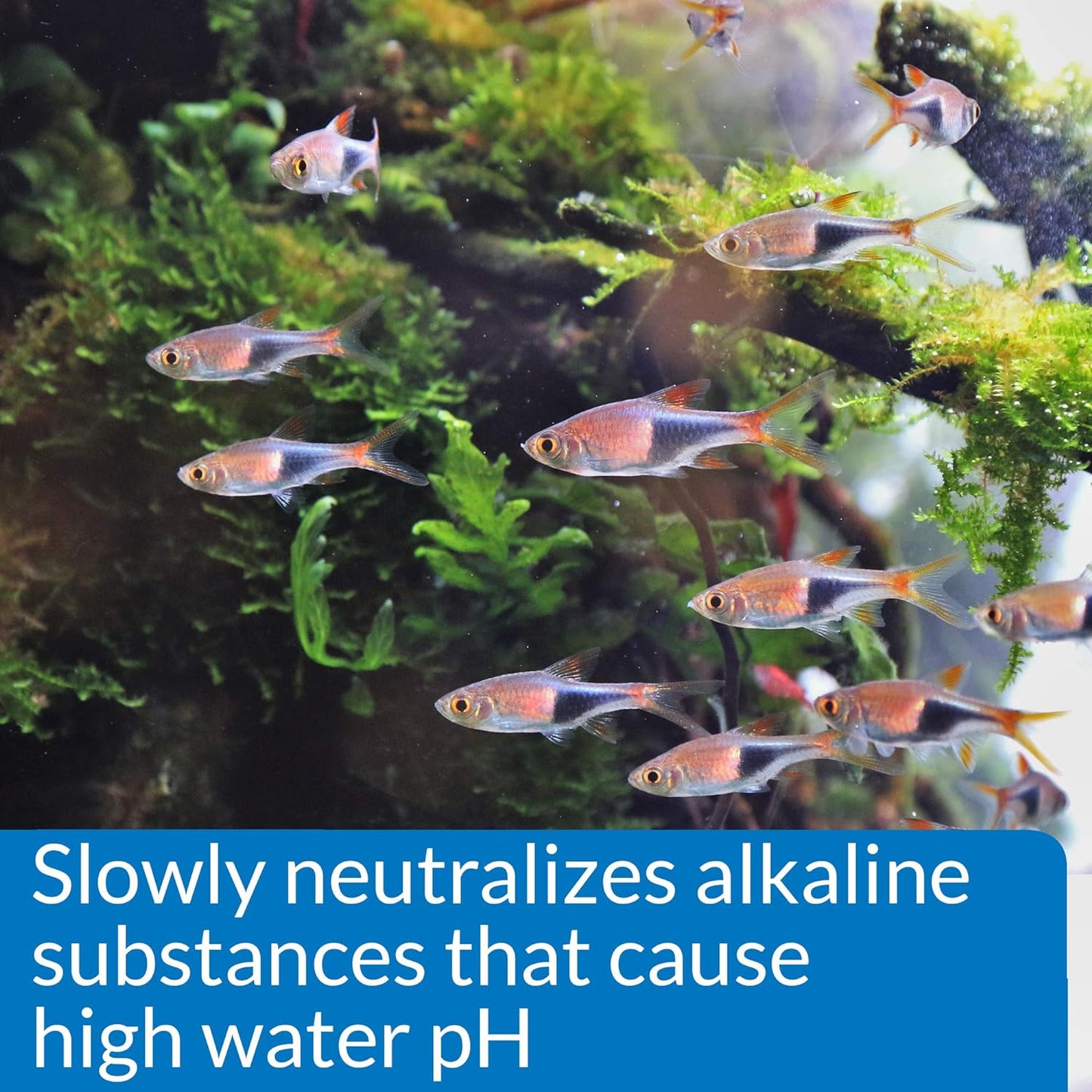 API Aquarium Pharmaceuticals 30B pH Down Aquarium pH Adjuster, 16 oz