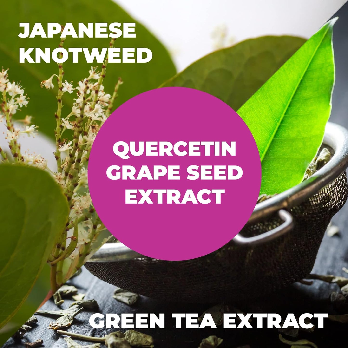 Japanese Knotweed Capsules - Resveratrol Supplement with 1000mg Japanese Knotweed 60 caps