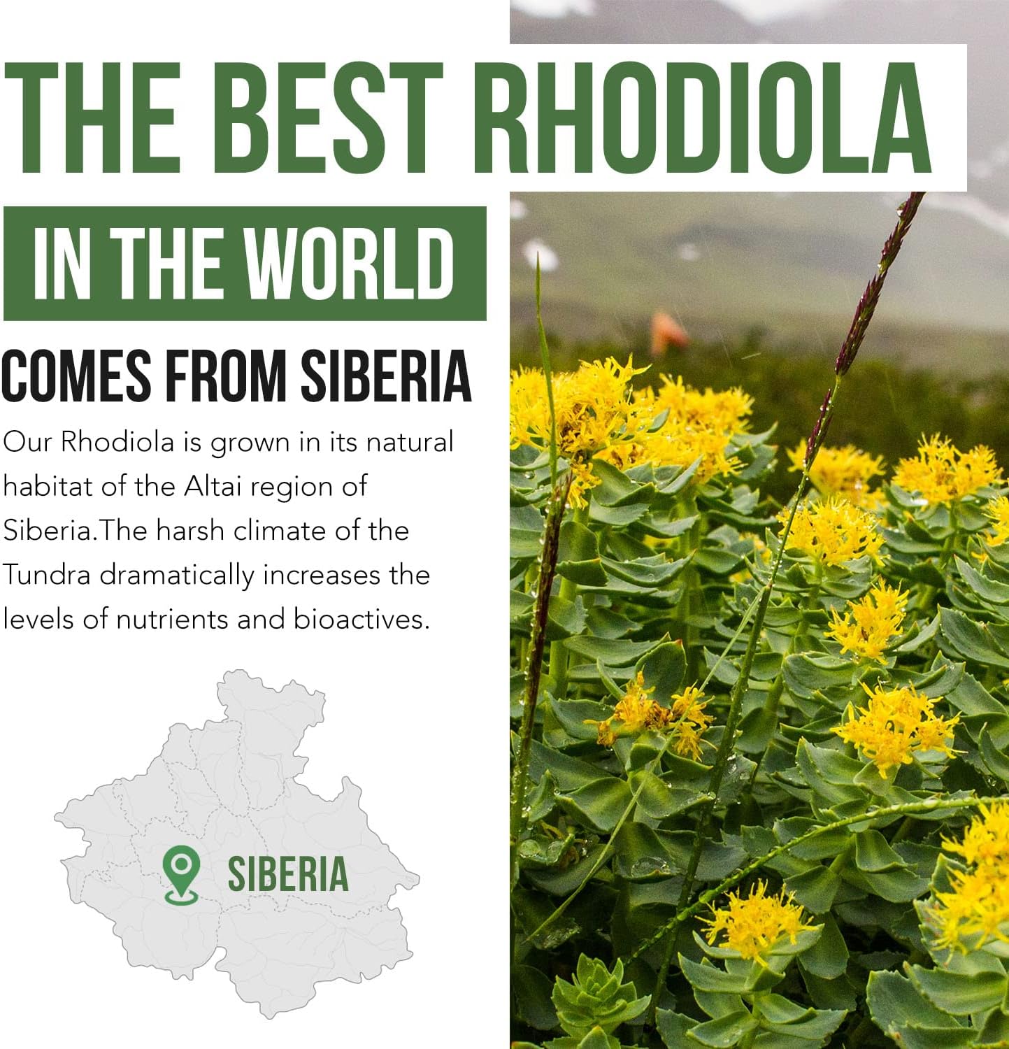 Siberian Rhodiola: Max Strength Rhodiola Rosea 60 Count