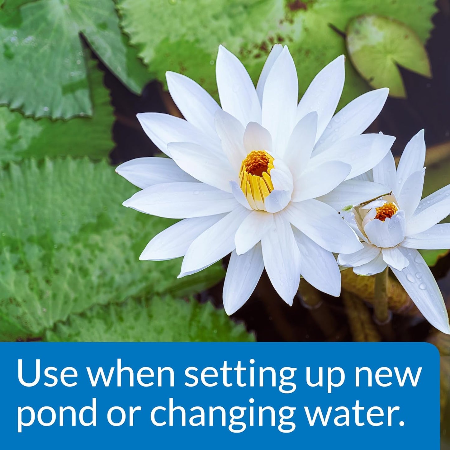 API POND CHLORINE & HEAVY METAL NEUTRALIZER Pond Water Neutralizer 16-Ounce Bottle, White