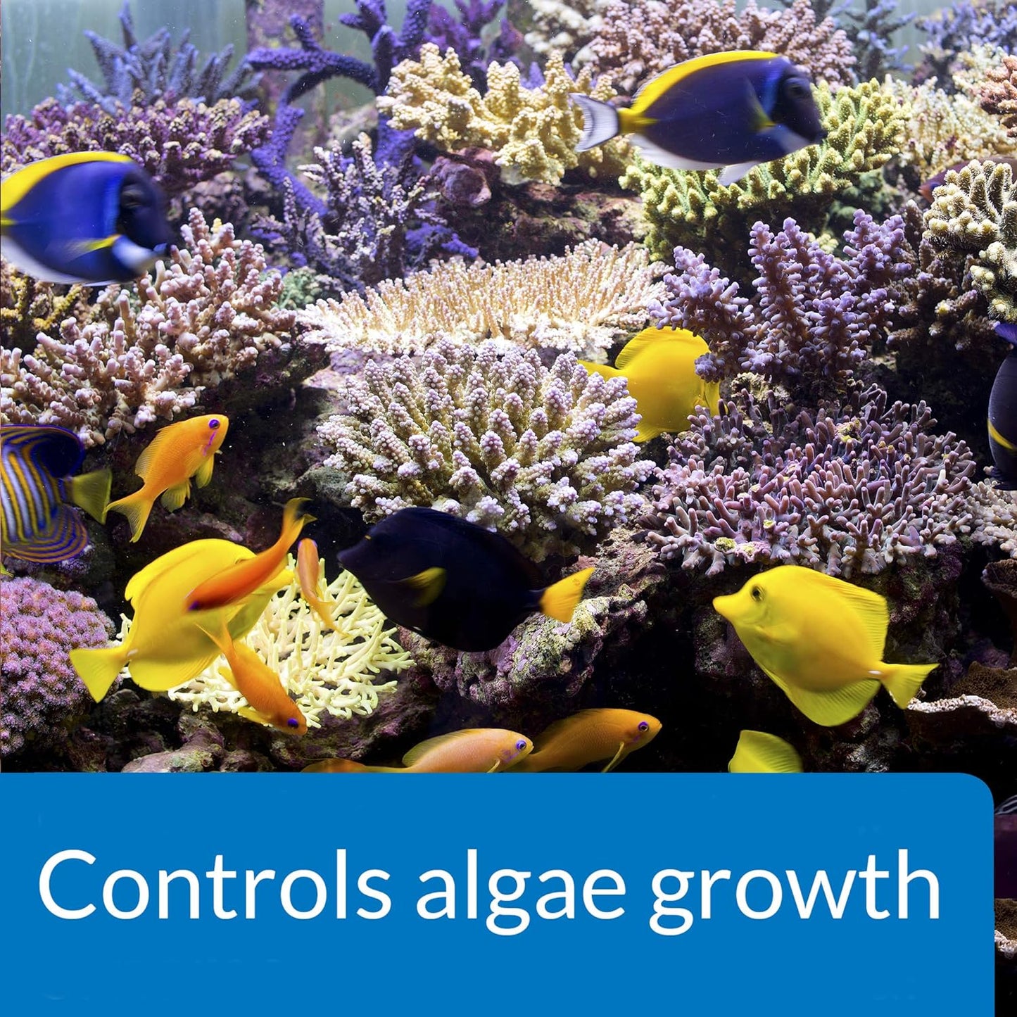 API MARINE ALGAEFIX Algae Control 16-Ounce Bottle