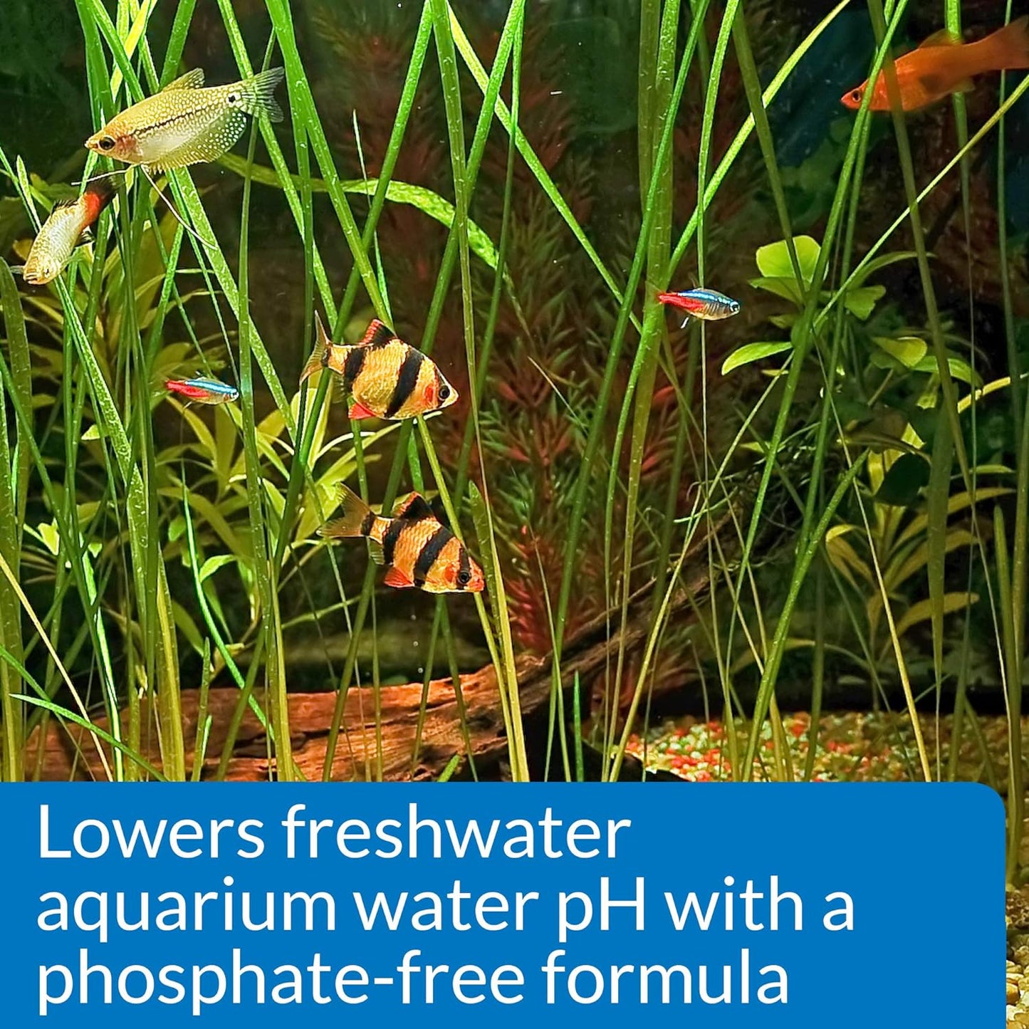 API Aquarium Pharmaceuticals 30B pH Down Aquarium pH Adjuster, 16 oz