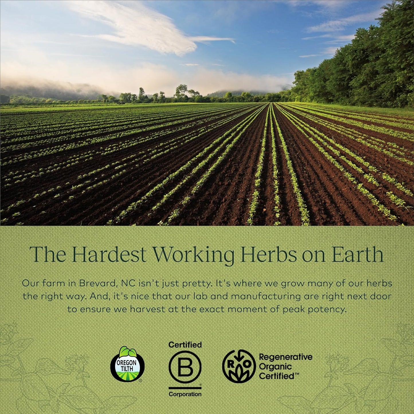 Gaia Herbs Oil of Oregano - Immune and Antioxidant Support 60 count